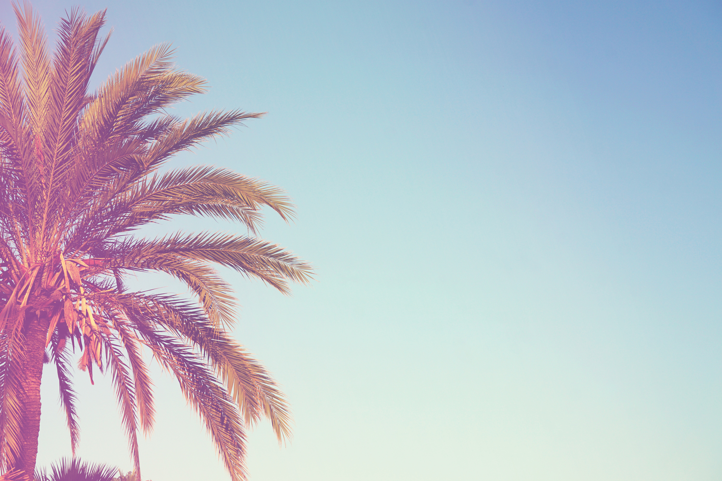 Summer palm tree