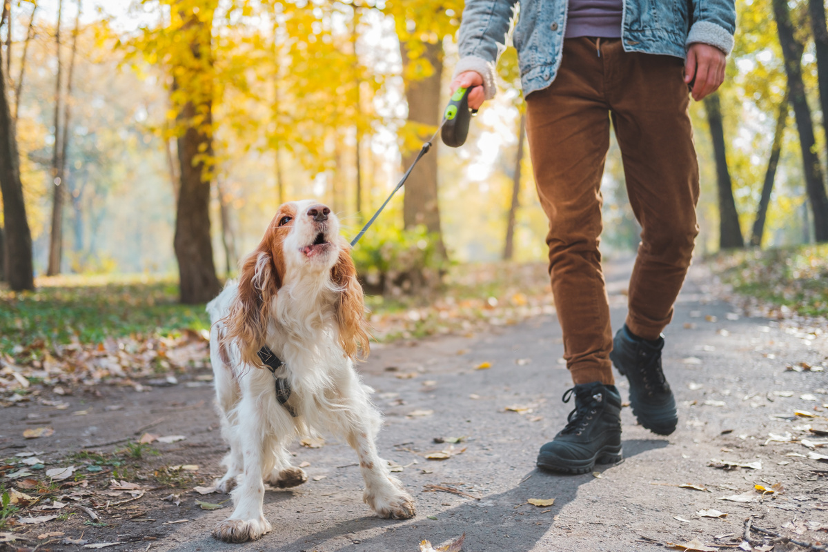 Barking dog on the leash outdoors.